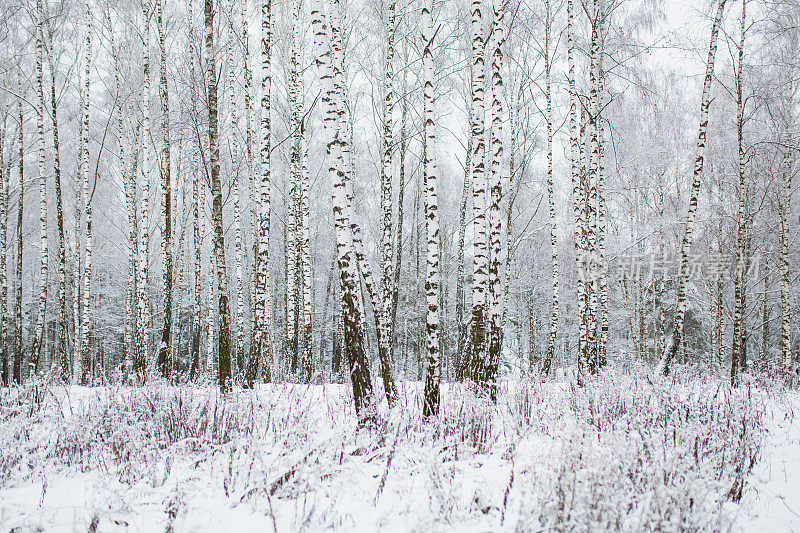 桦树树。冬季森林。树枝上的雪。自然背景。寒冷的天气。气候。