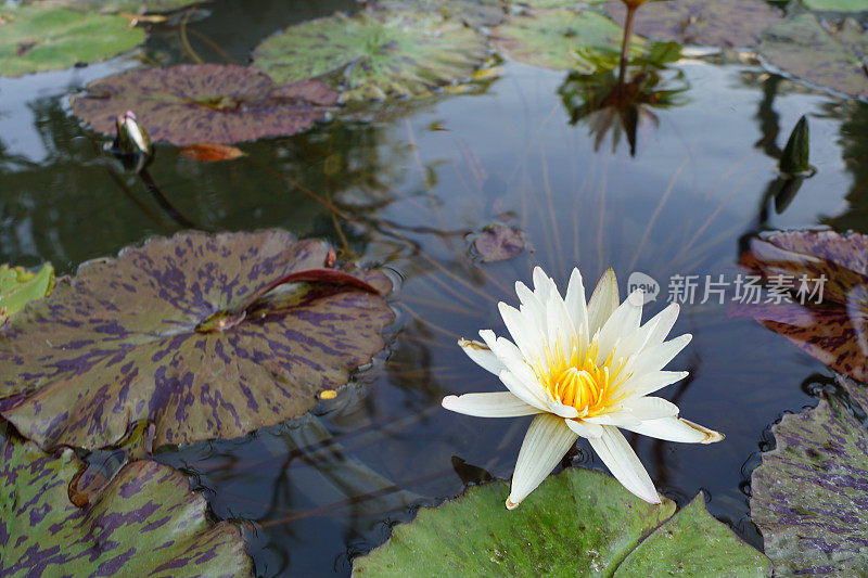 一朵奇异的白莲花