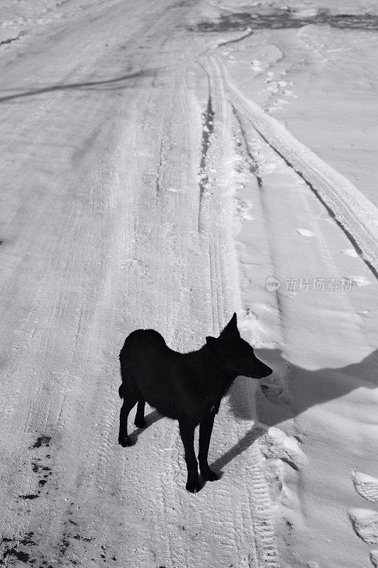 冬天路上的流浪狗