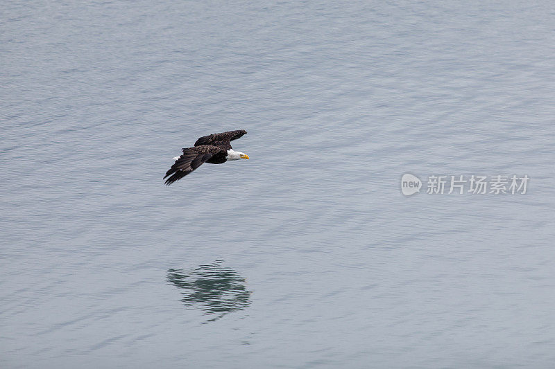 秃鹰飞过海洋