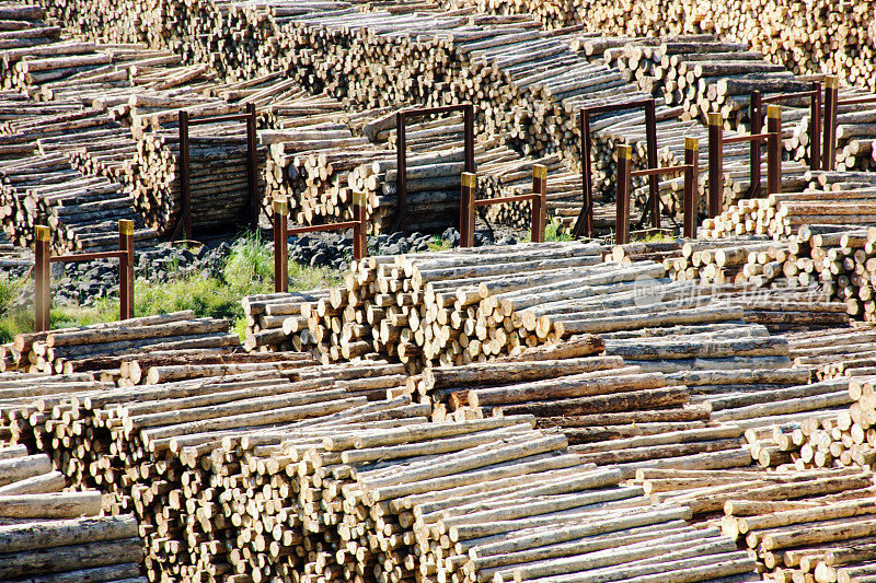 伐木行业背景