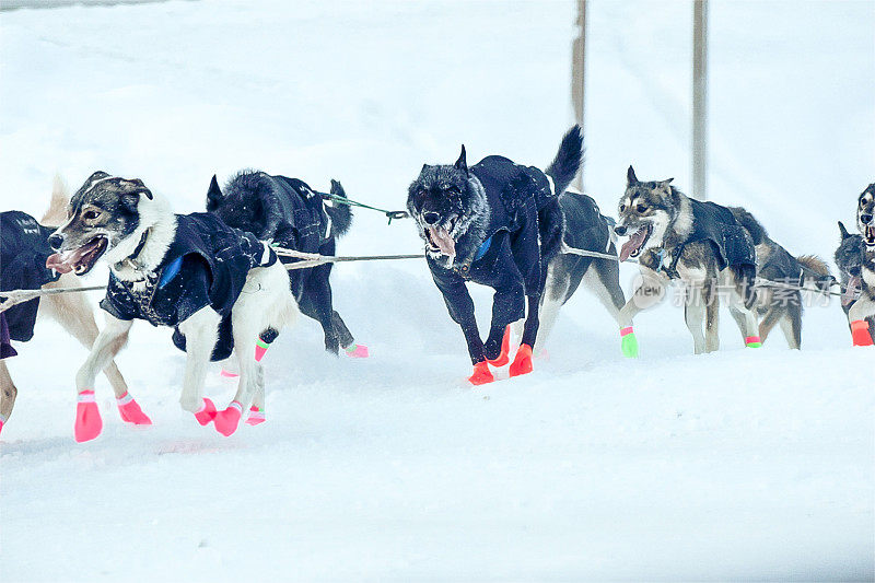 阿拉斯加的狗拉雪橇——决心要赢