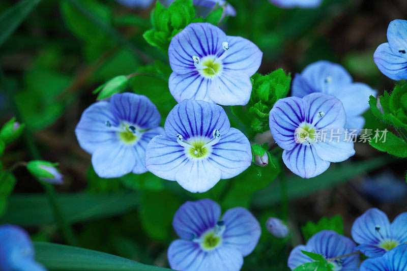 小维罗妮卡长在春天草地上的乔治亚蓝色花朵。德国鸟眼速井野花盛开近距离观察，选择性聚焦