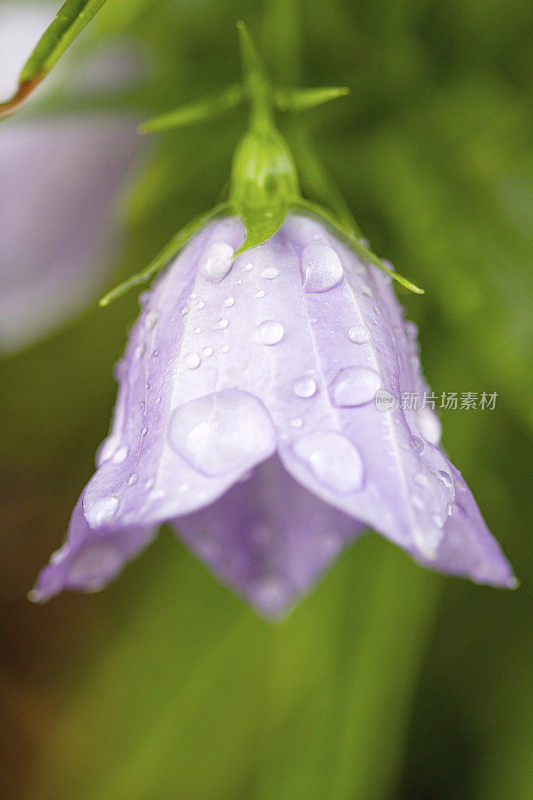 微距照片的蓝色风铃花开花与雨