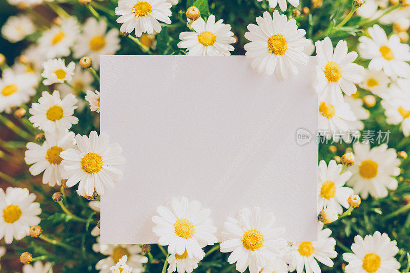 在白色雏菊中间放上明亮的空纸，作为复活节、春夏短信的原型