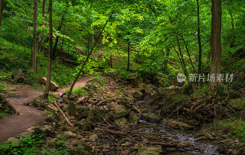 自然景观-小溪流与行人径和树木