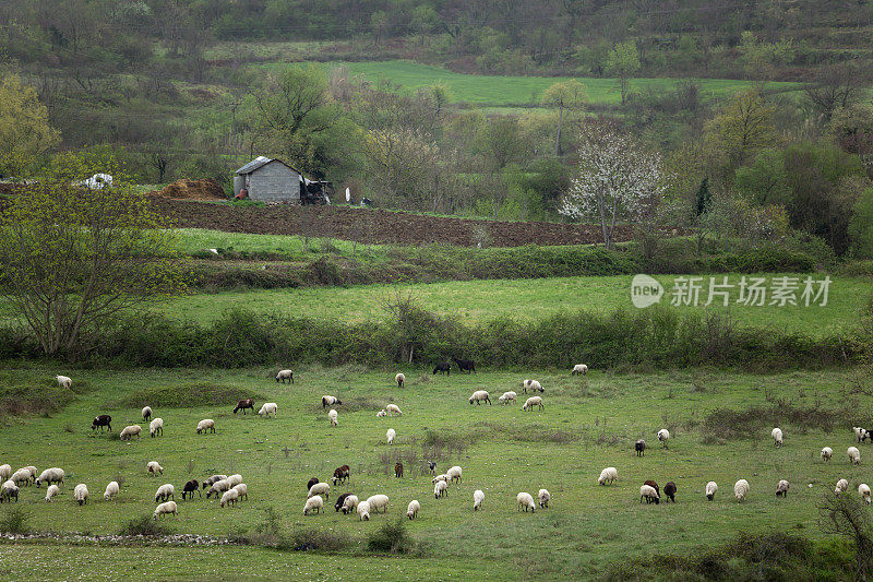 阿尔巴尼亚田野里的羊