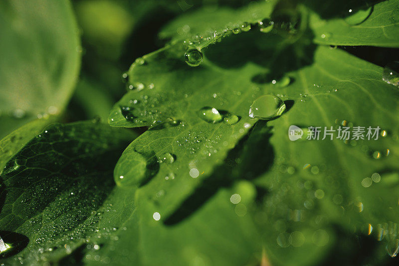 绿色三叶草上的雨滴在明亮的阳光下起伏。