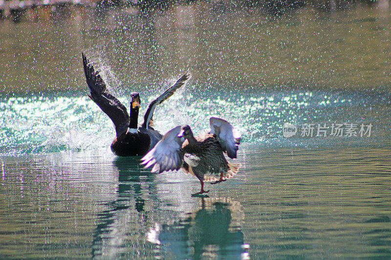 春天里，绿头鸭在明亮的阳光下在池塘里互相追逐