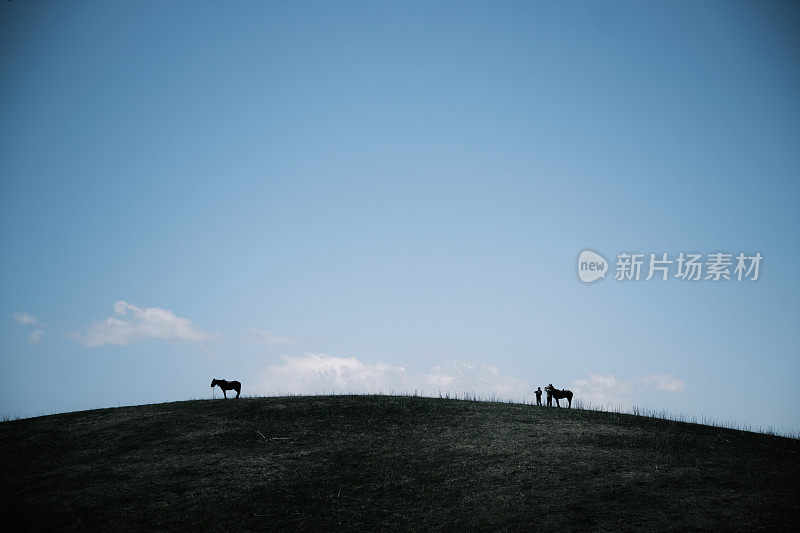 在山上吃草的马