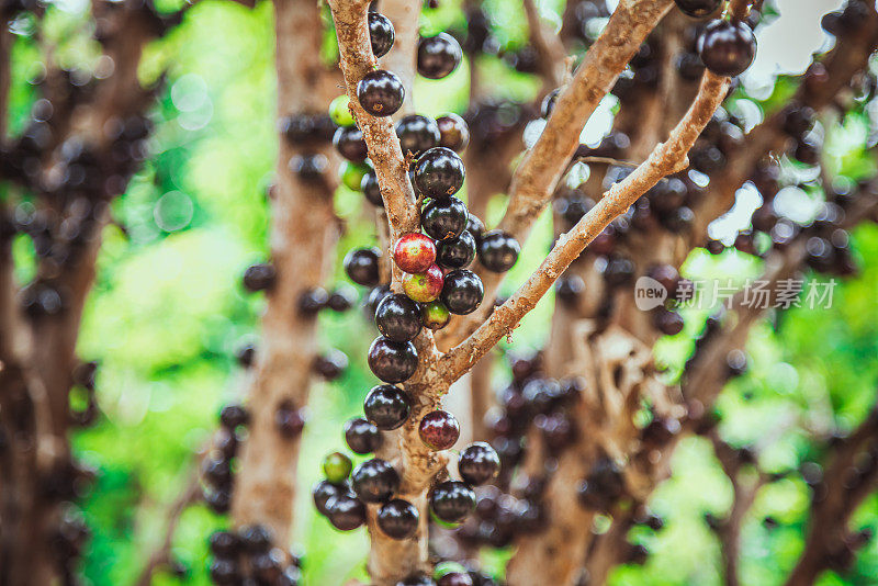 Jabuticaba