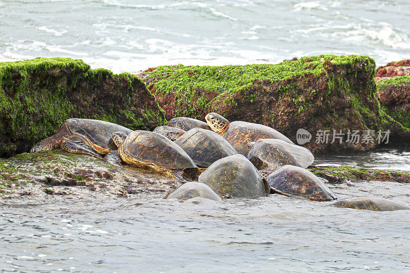 一群绿海龟在火山岩上休息。夏威夷毛伊岛