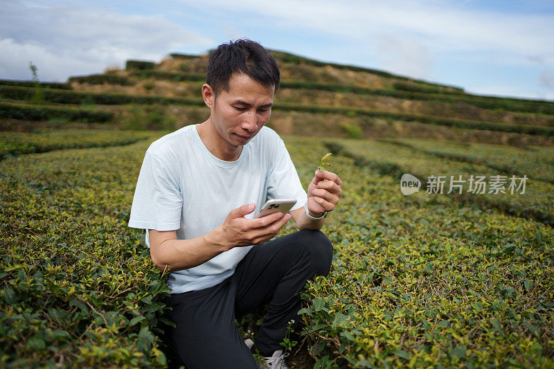 男子检查茶叶质量