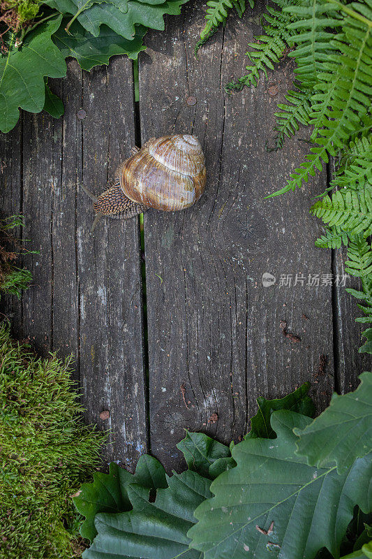 森林、自然和荒野的概念。框架由苔藓，树叶和蜗牛组成。木制背景。从上面看。副本的空间。