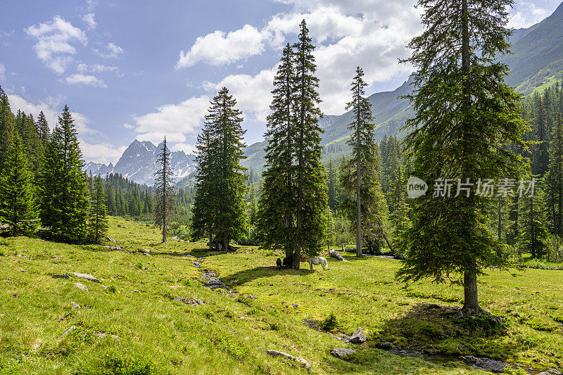 田园诗般的风景，群山中的空地上有几匹马