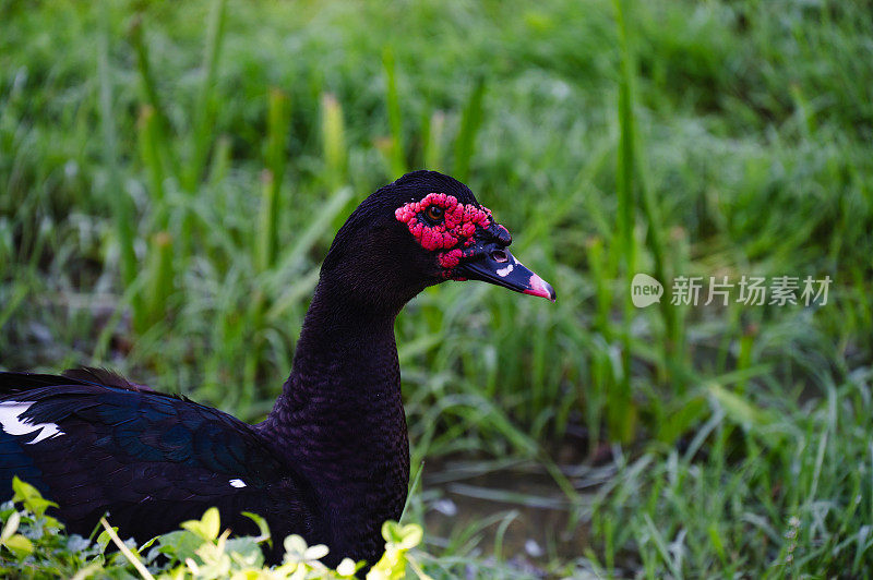 麝香鸭