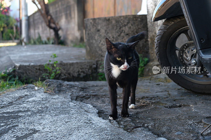 黑色的流浪猫走在街上