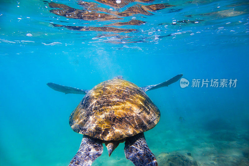 海龟在珊瑚礁附近的海洋中游泳。拍摄于Hikkaduwa。