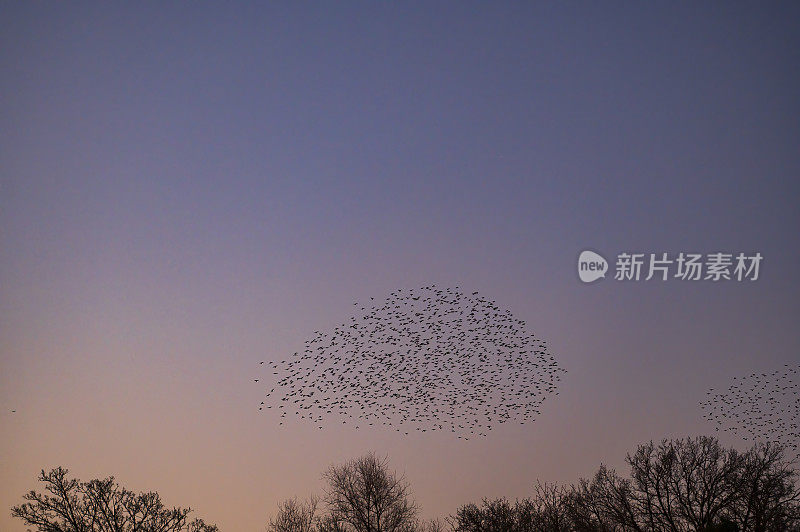 黄昏时，八哥与飞鸟在空中呢喃