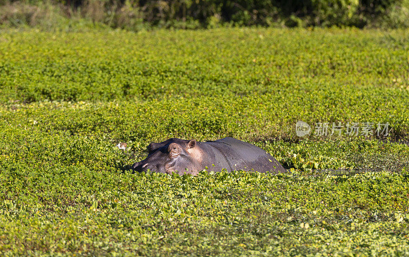 在非洲的自然栖息地，一只河马的头从水中露出来