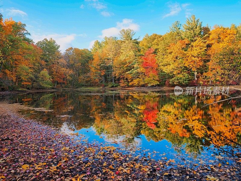秋天，五彩缤纷的树叶铺满池塘的地面，色彩斑斓