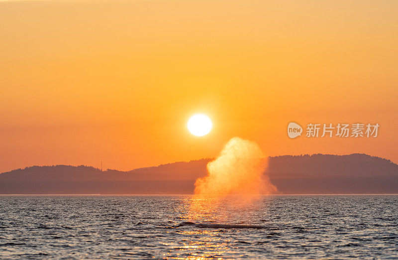 雄伟的座头鲸在一个充满活力的日出在胡安德富卡海峡附近的圣胡安群岛和维多利亚加拿大