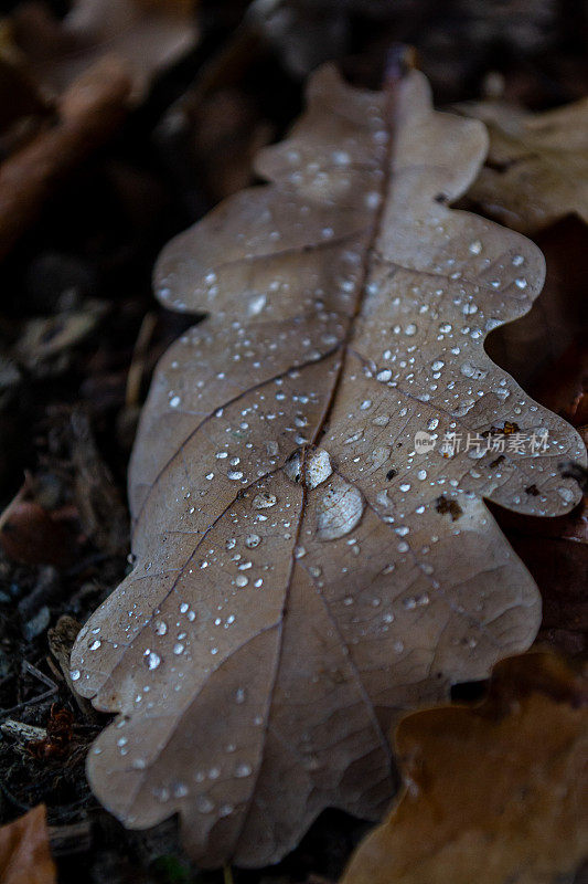 落在干燥栎树叶子上的秋雨