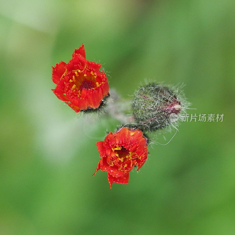 苏格兰中部野生狐狸和小熊的两朵红色花朵