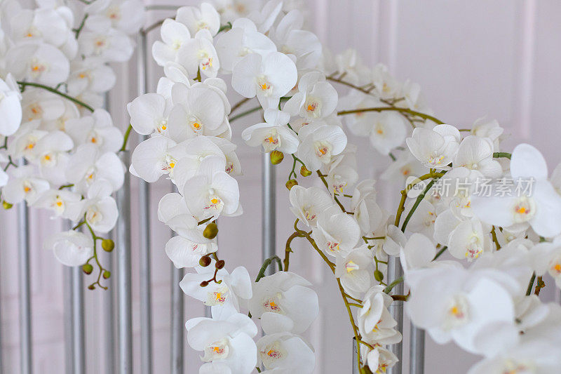 兰花的近景。婚礼装饰。白色背景上美丽的白兰枝。旗帜设计。白色花瓣的蝴蝶兰花，选择性聚焦。