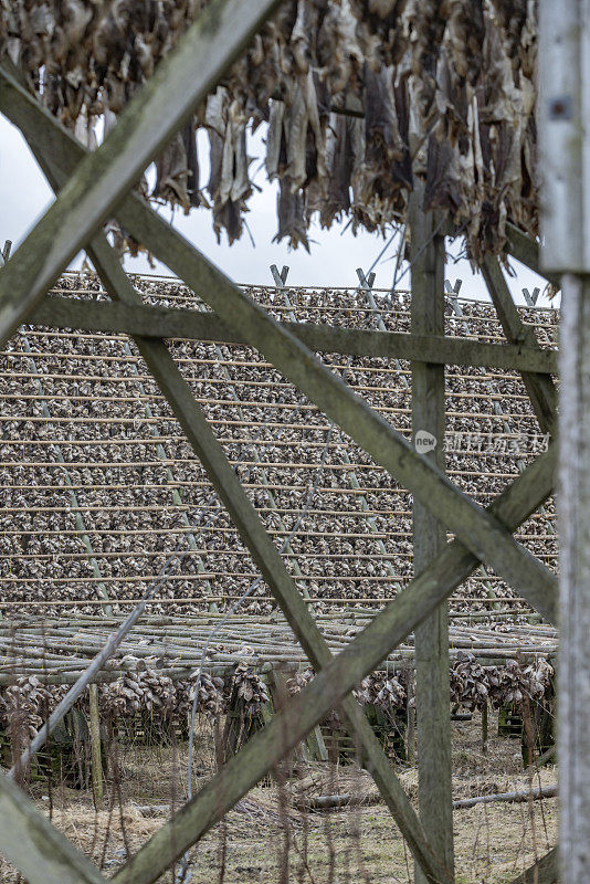 罗浮敦群岛上挂在特殊架子上晾干的鳕鱼