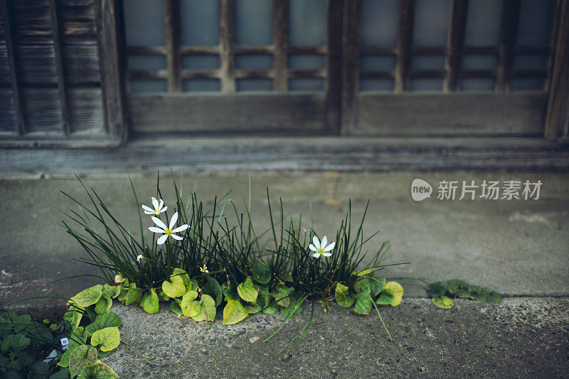 白色的花朵在日本的房子里盛开