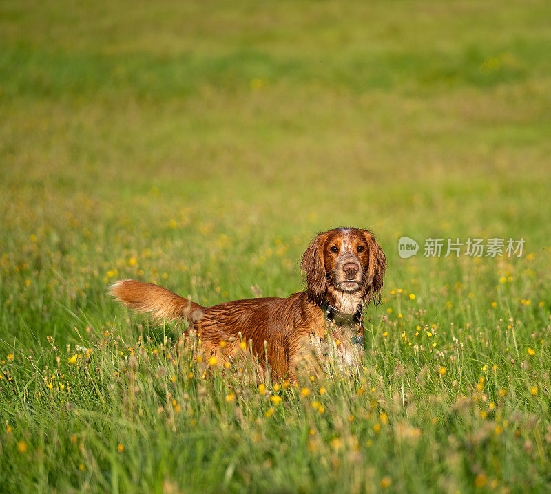 在草地上工作的可卡犬，挪威奥斯陆