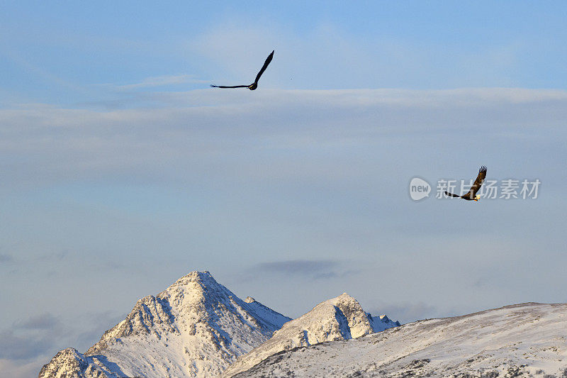 白尾鹰或海雕在挪威北部的天空中狩猎