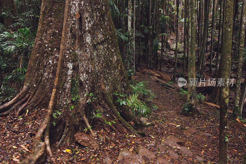 雨林树的扶壁