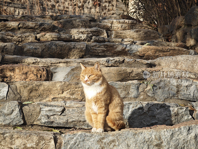 流浪猫站在石阶上