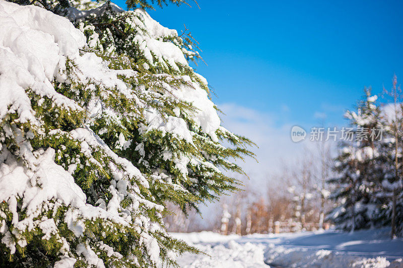 纯白色的背景上，杉树树枝上覆盖着厚厚的积雪