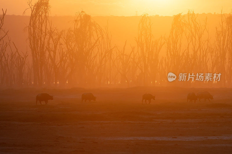 一群非洲水牛，以纳库鲁湖为背景，欣赏美丽的日落，欣赏美丽的天空和阳光——肯尼亚