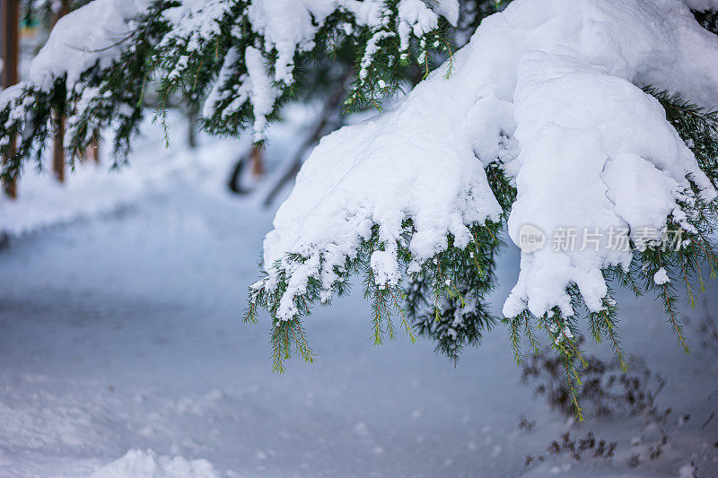 纯白色的背景上，杉树树枝上覆盖着厚厚的积雪