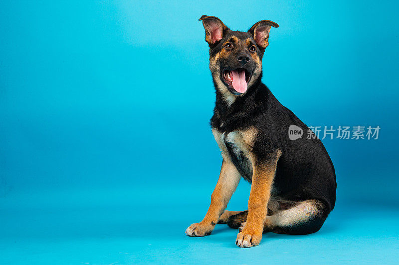 德国牧羊犬幼犬