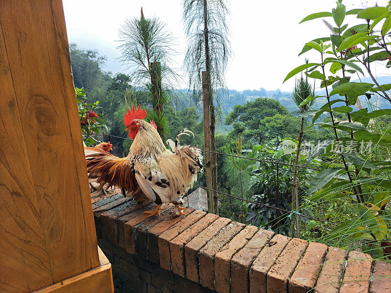 鸡，公鸡，母鸡在谷仓院子里的砖篱笆上走来走去，背景是高山高地和山谷树木