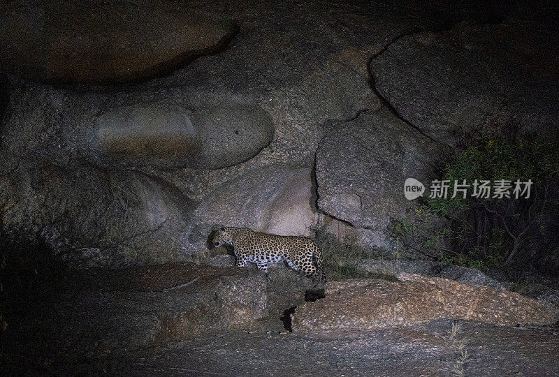 夜间在印度拉贾斯坦邦贾瓦伊地区巨石覆盖的景观中的野生豹