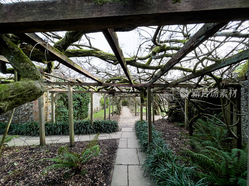 英国格雷斯庭院花园里的一棵古老的巨大紫藤，已有120年的历史