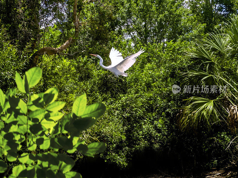 飞越湖面的热带白鹭