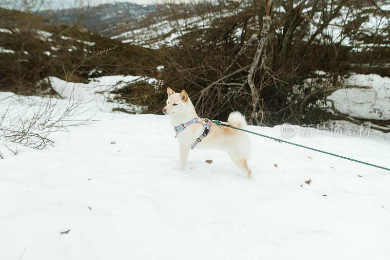 雪上的白色柴犬