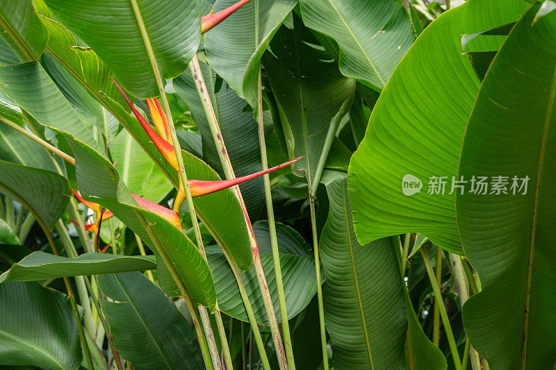 热带雨林中的野生黄花香蕉植物。