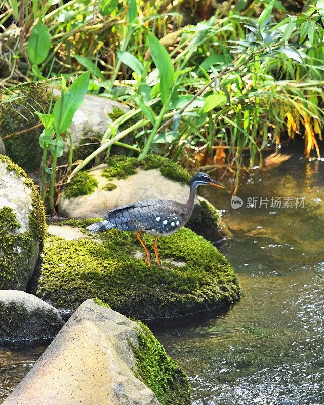 太阳卤