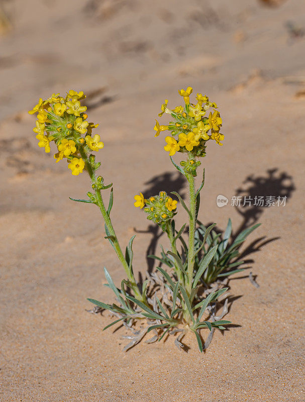 高原黄花，布伦达黄花，黄花或黄Oreocarya;大楼梯-埃斯卡兰特国家纪念碑，犹他州;紫草科家族