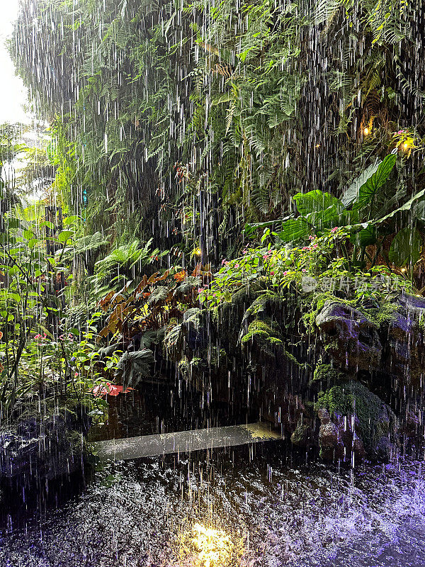 热带花园的降雨特写，人造池塘底部的聚光灯，热带棕榈树，蕨类植物，热带观赏植物的叶子，覆盖着苔藓的岩石，前景的焦点