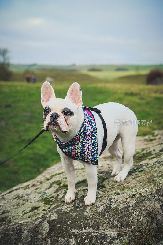 一只法国斗牛犬站在英国埃夫伯里石圈的一块岩石上