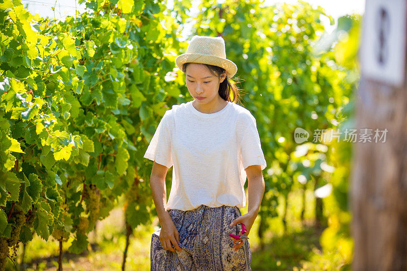 葡萄园里的年轻中国女人